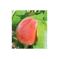 Персик золотистий