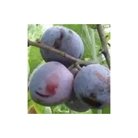 Слива домашняя - Prunus domestica
