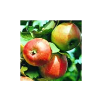 Яблуня домашня - Malus domestica