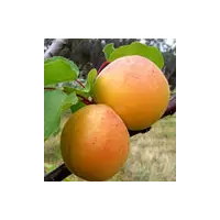 Абрикос - Prunus armeniaca